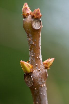 Catalpa bignonioides 'Aurea' - katalpa trubačovitá - pupen